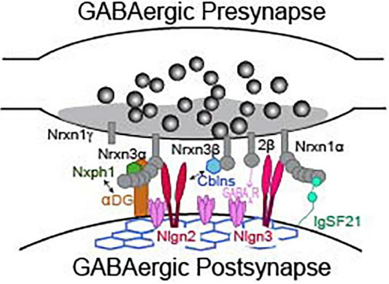 Neurexins and their ligands at inhibitory synapses.