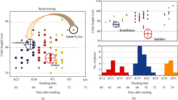 Whole-Genome Sequencing Revealed a Late-Maturing Isogenic Rice Koshihikari Integrated with <i>Hd16</i> Gene Derived from an Ise Shrine Mutant.