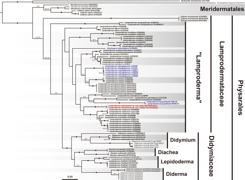 <i>Lamproderma vietnamense</i>: a new species of myxomycetes with reticulate spores from Phia Oắc - Phia Đén National Park (northern Vietnam) supported by molecular phylogeny and morphological analysis.