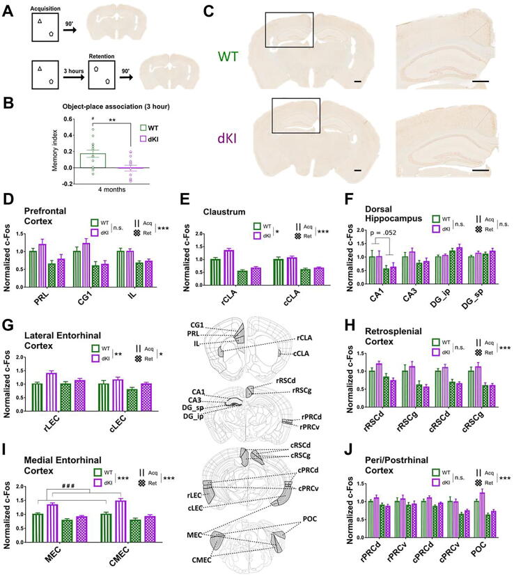 Early memory deficits and extensive brain network disorganization in the AppNL-F/MAPT double knock-in mouse model of familial Alzheimer’s disease