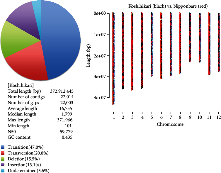 Whole-Genome Sequencing Revealed a Late-Maturing Isogenic Rice Koshihikari Integrated with <i>Hd16</i> Gene Derived from an Ise Shrine Mutant.