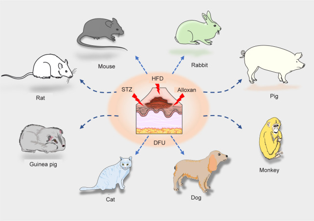 Advances and perspective on animal models and hydrogel biomaterials for diabetic wound healing.