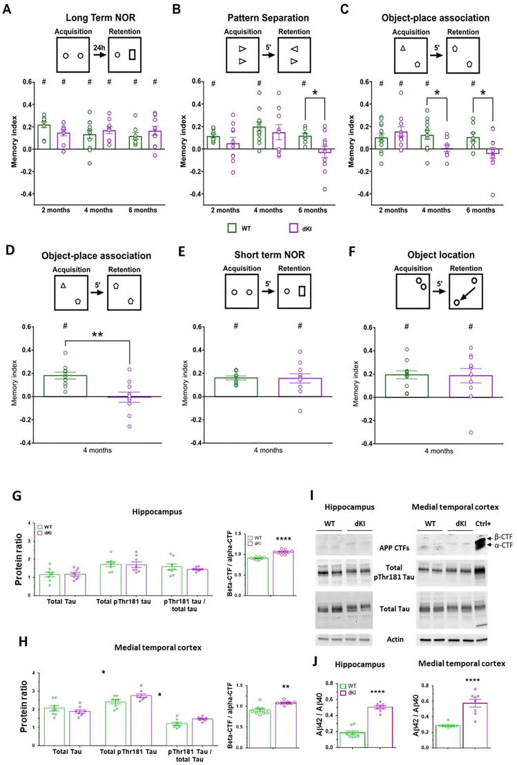 Early memory deficits and extensive brain network disorganization in the AppNL-F/MAPT double knock-in mouse model of familial Alzheimer’s disease