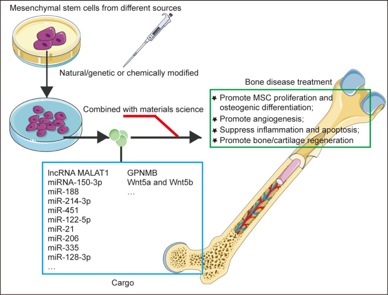 Mesenchymal stem cell-derived extracellular vesicles: a possible therapeutic strategy for orthopaedic diseases: a narrative review.