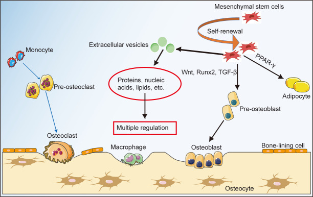 Mesenchymal stem cell-derived extracellular vesicles: a possible therapeutic strategy for orthopaedic diseases: a narrative review.