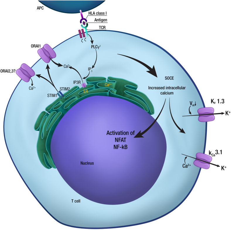 Pharmacological blockade of KV1.3 channel as a promising treatment in autoimmune diseases