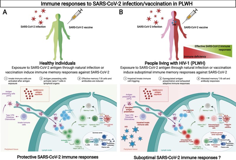 SARS-CoV-2 immunity and vaccine strategies in people with HIV.
