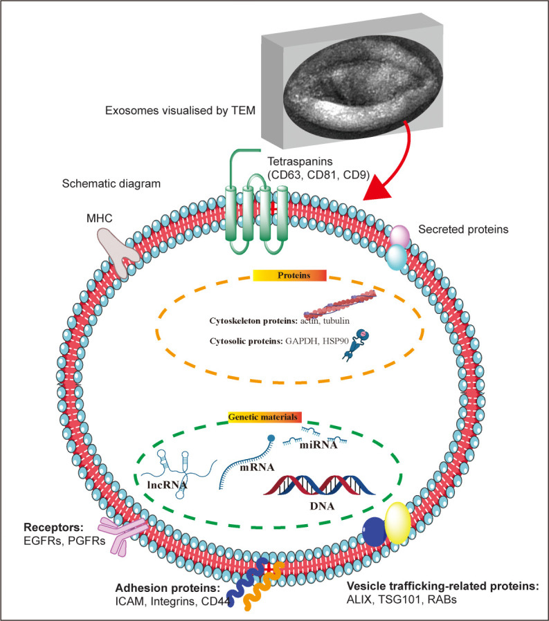 Mesenchymal stem cell-derived extracellular vesicles: a possible therapeutic strategy for orthopaedic diseases: a narrative review.