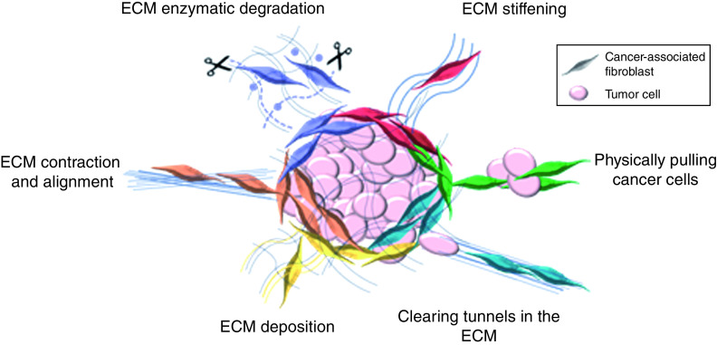 The case for cancer-associated fibroblasts: essential elements in cancer drug discovery?