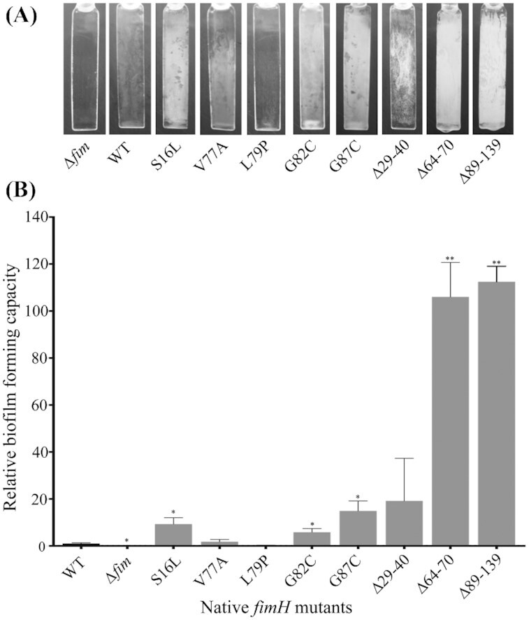 Selection for nonspecific adhesion is a driver of FimH evolution increasing <i>Escherichia coli</i> biofilm capacity.