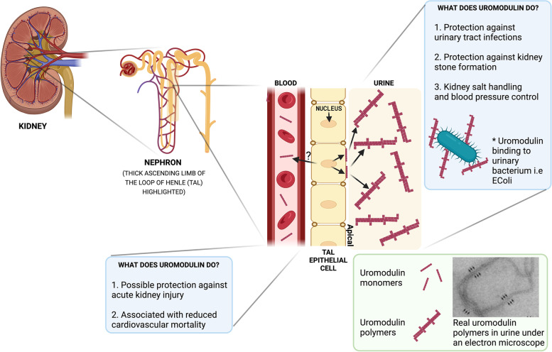 UMOD and you! Explaining a rare disease diagnosis.