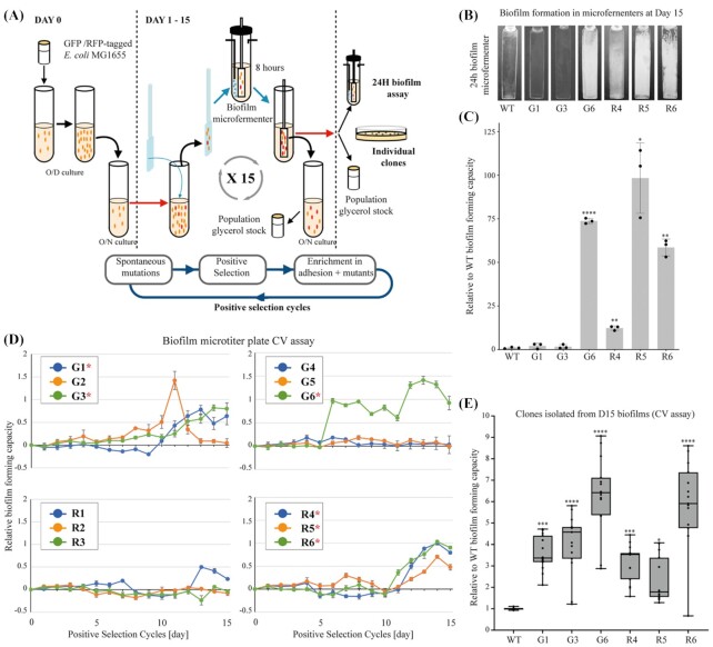 Selection for nonspecific adhesion is a driver of FimH evolution increasing <i>Escherichia coli</i> biofilm capacity.