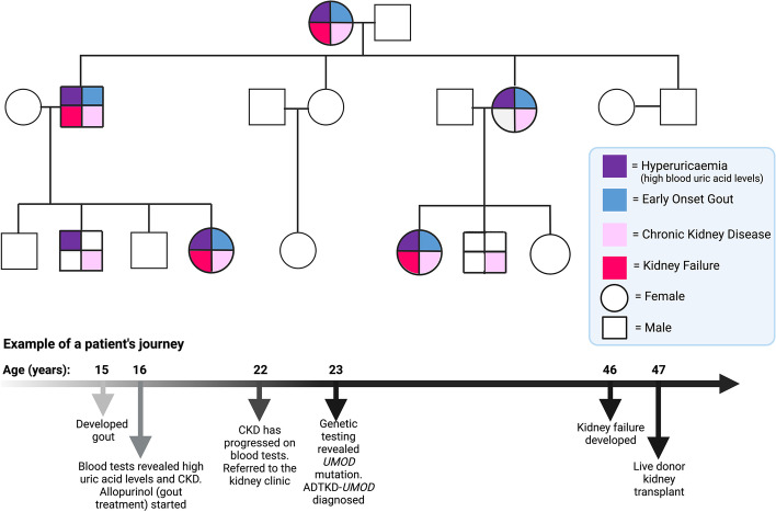 UMOD and you! Explaining a rare disease diagnosis.