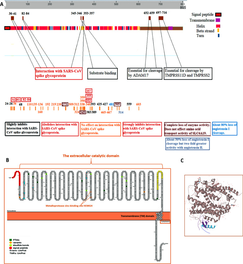 The role of angiotensin-converting enzyme 2 (<i>ACE2</i>) genetic variations in COVID-19 infection: a literature review.