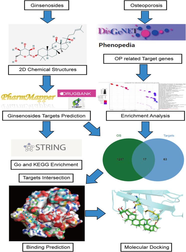 A network pharmacology approach to explore and validate the potential targets of ginsenoside on osteoporosis.