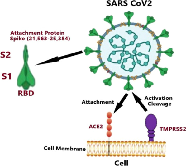 The role of angiotensin-converting enzyme 2 (<i>ACE2</i>) genetic variations in COVID-19 infection: a literature review.