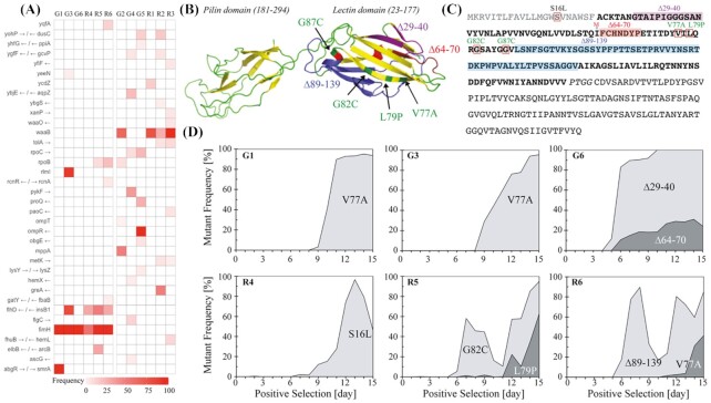 Selection for nonspecific adhesion is a driver of FimH evolution increasing <i>Escherichia coli</i> biofilm capacity.