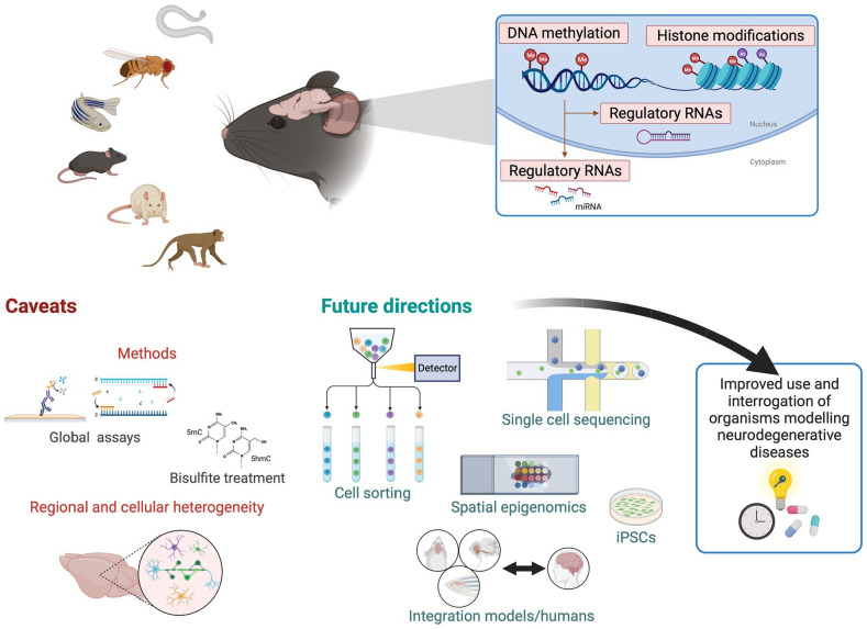 The Neuroepigenetic Landscape of Vertebrate and Invertebrate Models of Neurodegenerative Diseases.