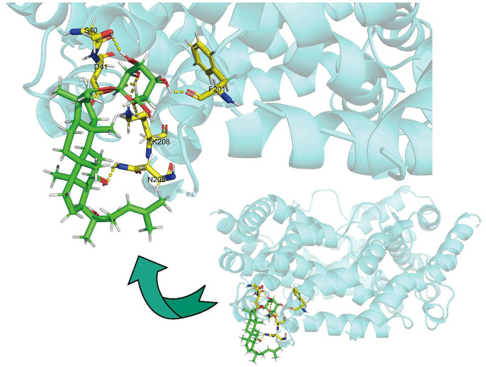 A network pharmacology approach to explore and validate the potential targets of ginsenoside on osteoporosis.