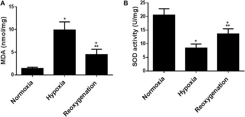 Intermittent Short-Duration Re-oxygenation Attenuates Cardiac Changes in Response to Hypoxia: Histological, Ultrastructural and Oxidant/Antioxidant Parameters.