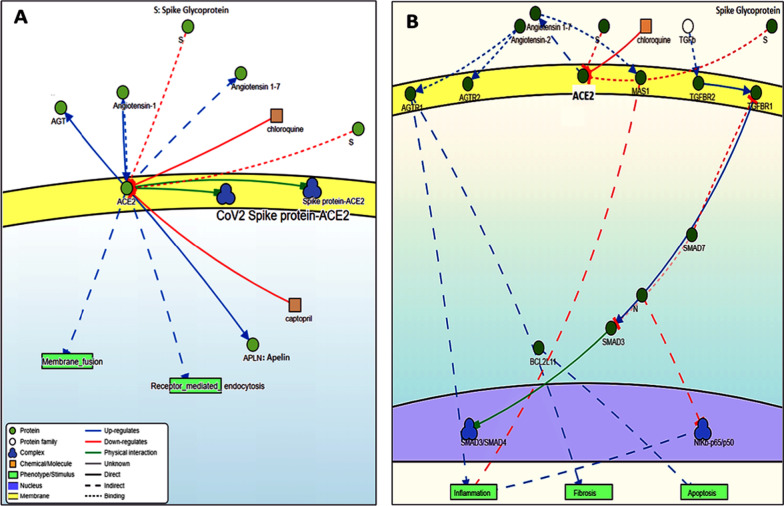 The role of angiotensin-converting enzyme 2 (<i>ACE2</i>) genetic variations in COVID-19 infection: a literature review.