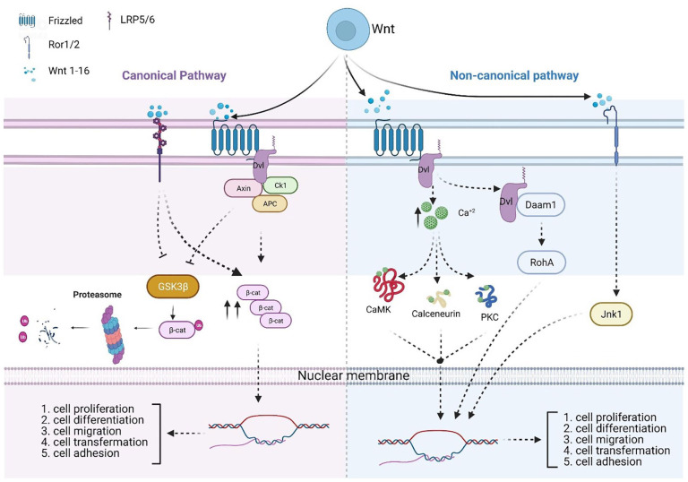 Roles of Wnt Signaling Pathway and ROR2 Receptor in Embryonic Development: An Update Review Article.