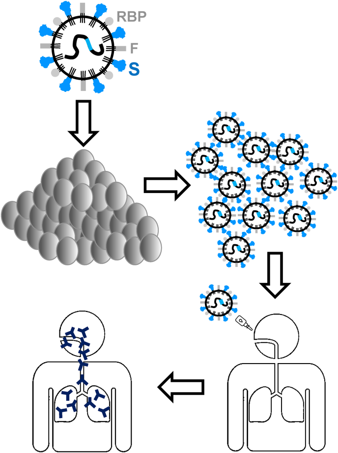 Mucosal delivery of RNA vaccines by Newcastle disease virus vectors