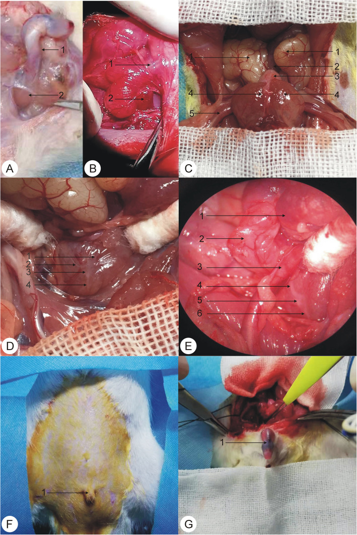 Effects of unilateral/bilateral amputation of the ischiocavernosus muscle in male rats on erectile function and conception.