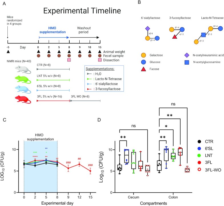 Human milk oligosaccharides induce acute yet reversible compositional changes in the gut microbiota of conventional mice linked to a reduction of butyrate levels.