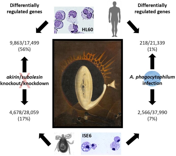 Akirin/Subolesin regulatory mechanisms at host/tick-pathogen interactions.