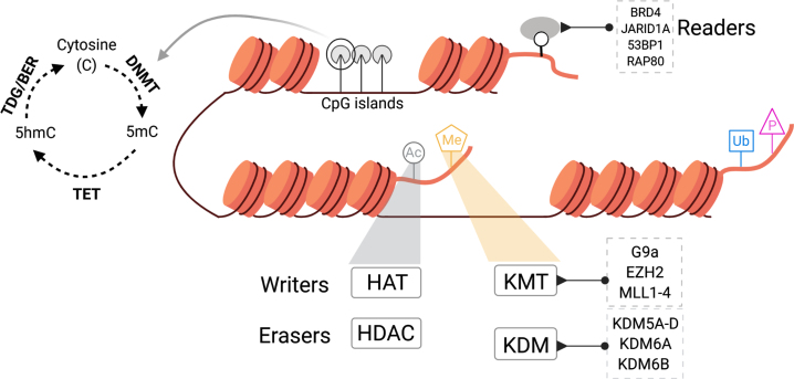 Role of Chromatin Modifying Complexes and Therapeutic Opportunities in Bladder Cancer.