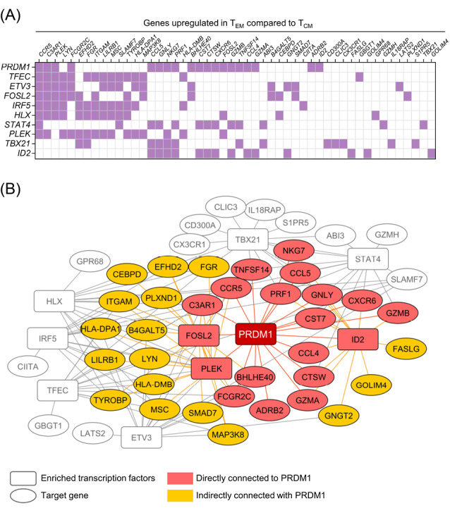 CRISPRi-mediated knock-down of PRDM1/BLIMP1 programs central memory differentiation in <i>ex vivo</i>-expanded human T cells.