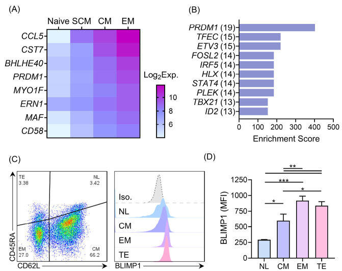 CRISPRi-mediated knock-down of PRDM1/BLIMP1 programs central memory differentiation in <i>ex vivo</i>-expanded human T cells.