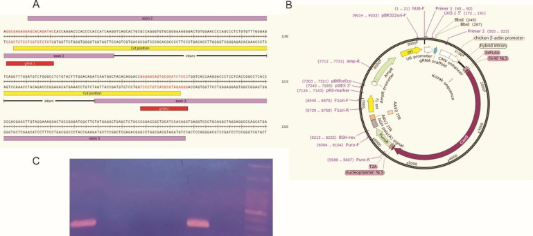 A Decrease in CD44 on Cell Surfaces (MKN-45 cell line) After RELA Knockout Using CRISPR/Cas9.