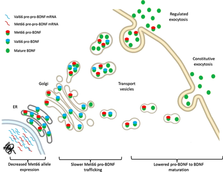 The <i>BDNF</i> Val66Met Polymorphism is a Relevant, But not Determinant, Risk Factor in the Etiology of Neuropsychiatric Disorders - Current Advances in Human Studies: A Systematic Review.