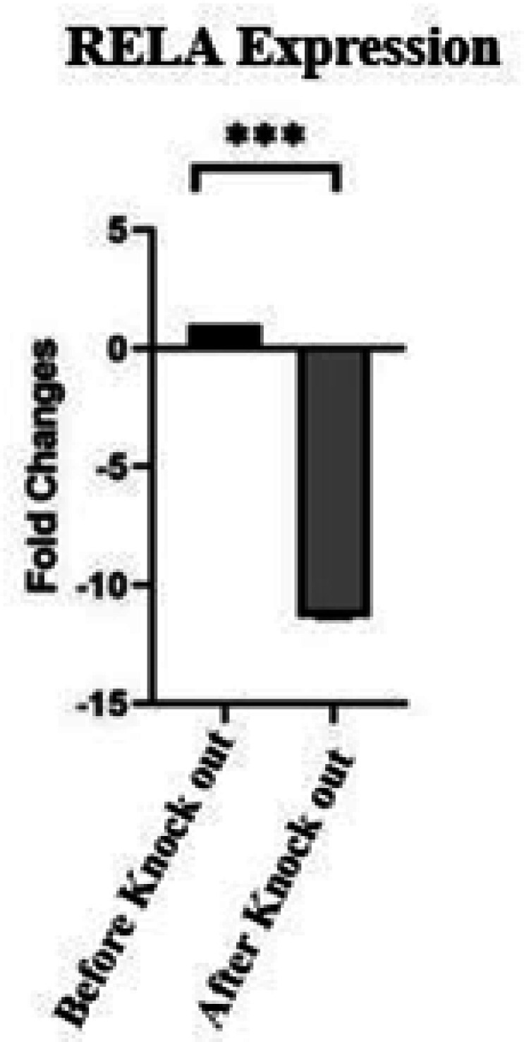 A Decrease in CD44 on Cell Surfaces (MKN-45 cell line) After RELA Knockout Using CRISPR/Cas9.