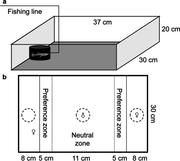 Male mate choice in mosquitofish: personality outweighs body size.