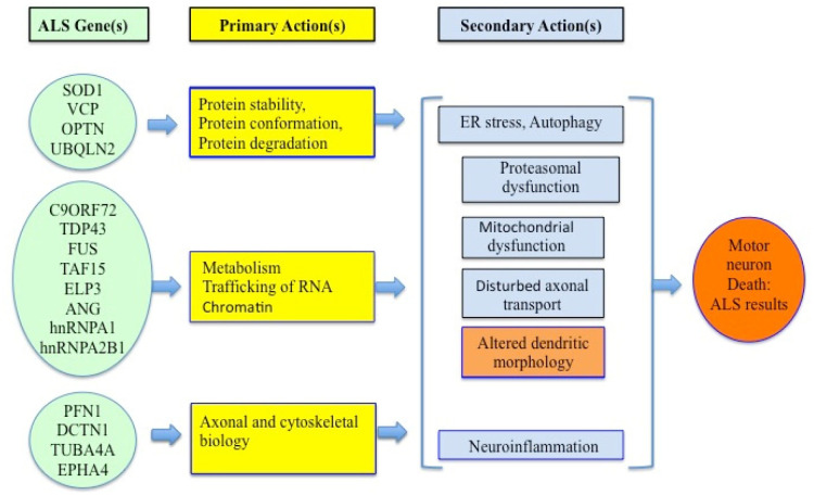 Biomarkers and molecular mechanisms of Amyotrophic Lateral Sclerosis.