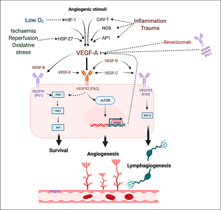 What Went Wrong with VEGF-A in Peripheral Arterial Disease? A Systematic Review and Biological Insights on Future Therapeutics.