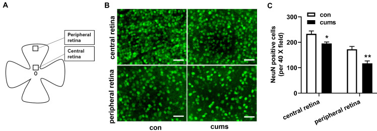 Psychological stress induces moderate pathology in the ganglion cell layer in mice.