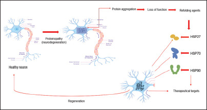 Impact of Heat Shock Proteins in Neurodegeneration: Possible Therapeutical Targets.