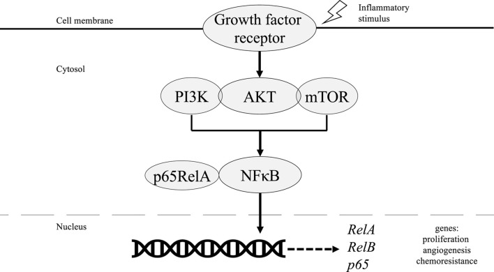 NF-κB Signaling in Tumor Pathways Focusing on Breast and Ovarian Cancer.