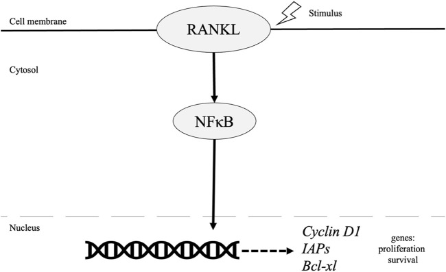 NF-κB Signaling in Tumor Pathways Focusing on Breast and Ovarian Cancer.