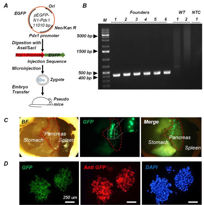 Enhanced characterization of beta cell mass in a Tg(<i>Pdx1-GFP</i>) mouse model.