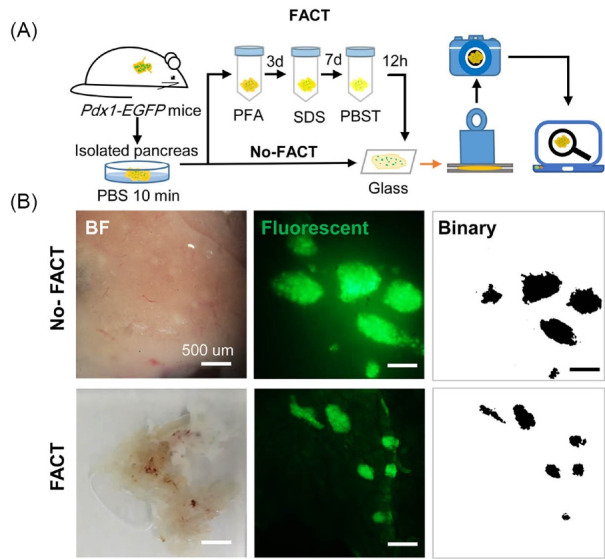 Enhanced characterization of beta cell mass in a Tg(<i>Pdx1-GFP</i>) mouse model.