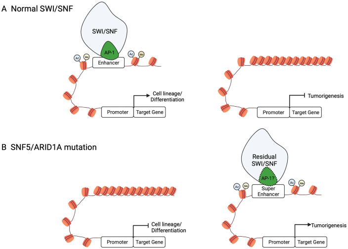 Emerging Themes in Mechanisms of Tumorigenesis by SWI/SNF Subunit Mutation.