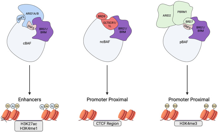 Emerging Themes in Mechanisms of Tumorigenesis by SWI/SNF Subunit Mutation.