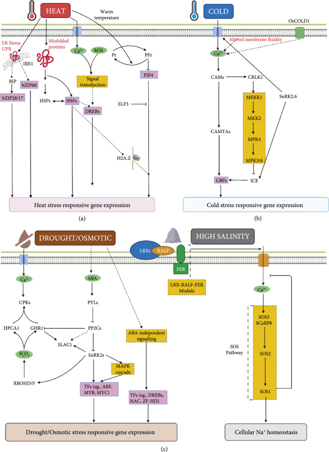 Biological Parts for Engineering Abiotic Stress Tolerance in Plants.