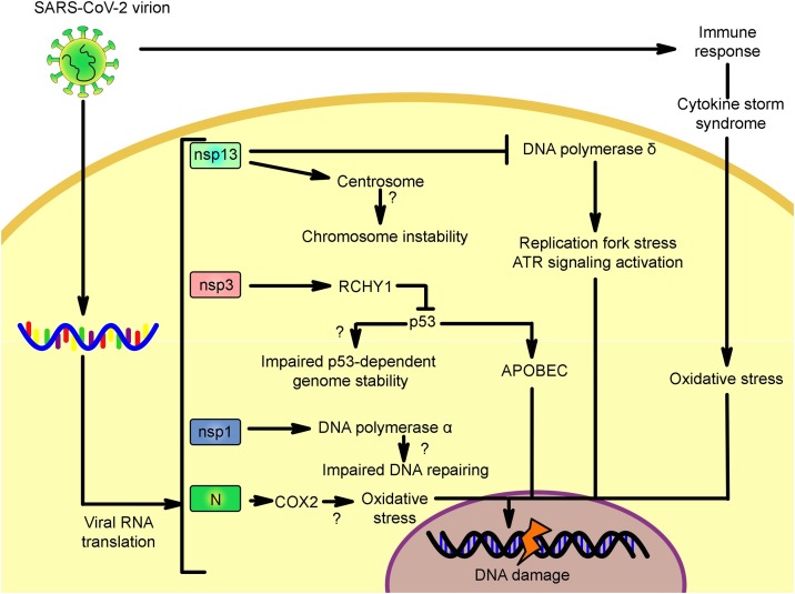 The potential role of COVID-19 in the induction of DNA damage