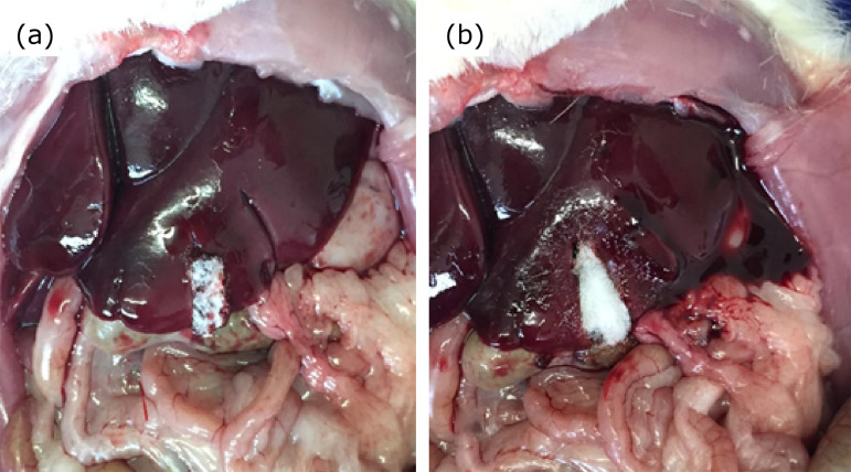 Biological compatibility of oxidized cellulose vs. porcine gelatin to control bleeding in liver lesions in rats.